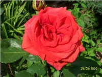 940e2b3a-Picture 553.jpg